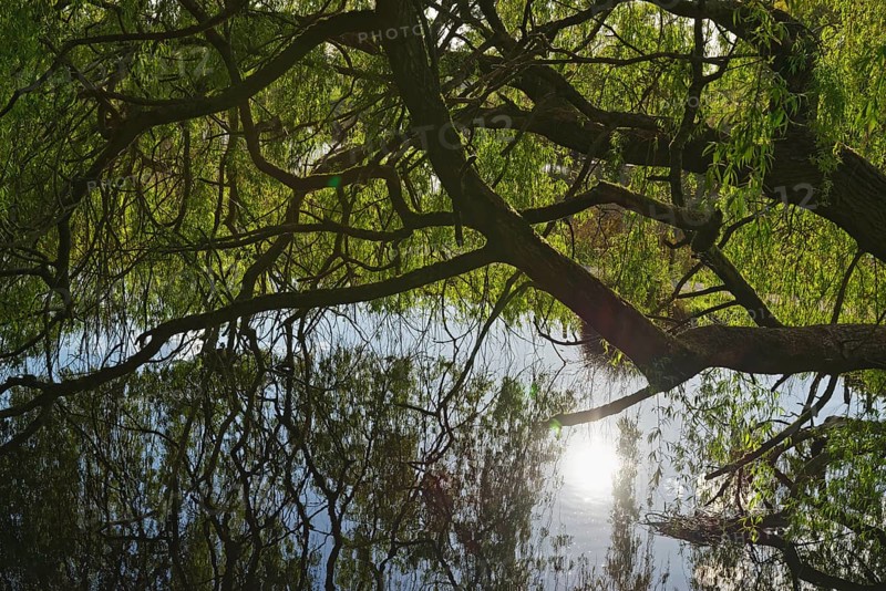 White willow