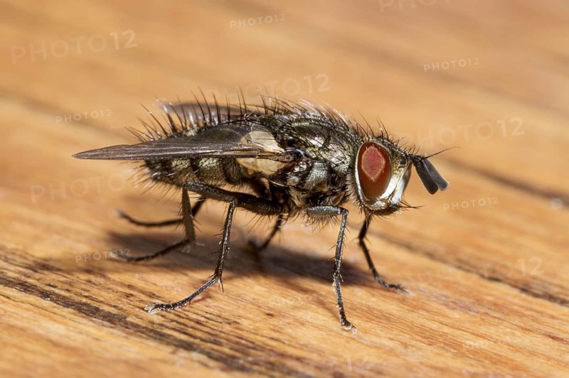 Housefly