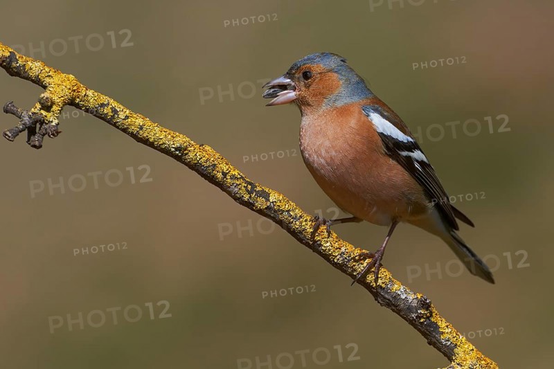 Chaffinch