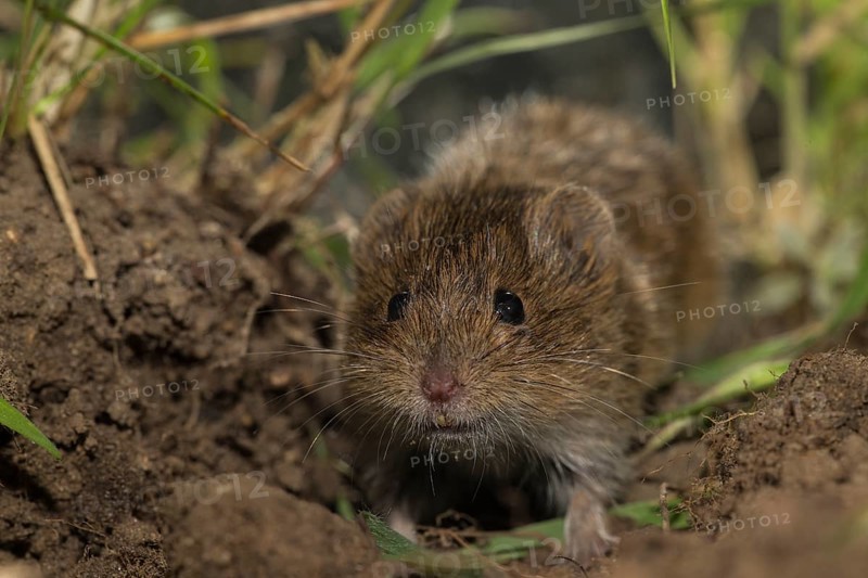 Common vole