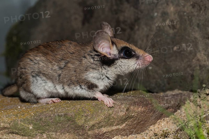 Garden dormouse