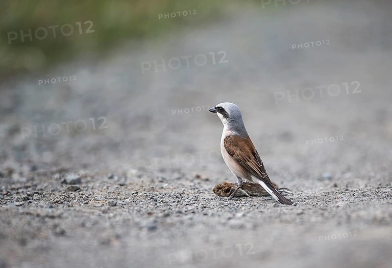 Red-backed Shrike