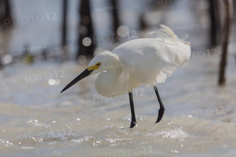 Snowy egret