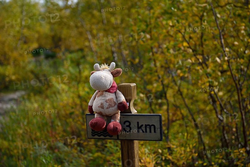 Trekking Nikkaluokta