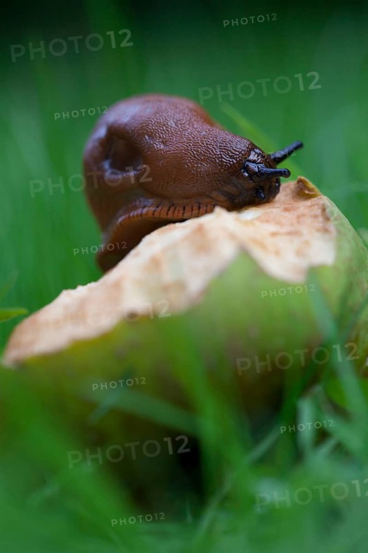 Large Red slug