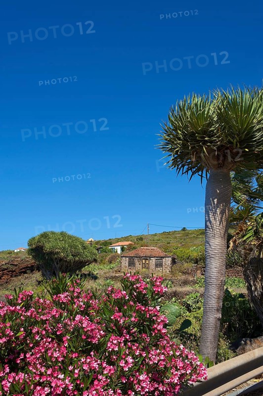 Old farmhouse with dragon tree in Garafia