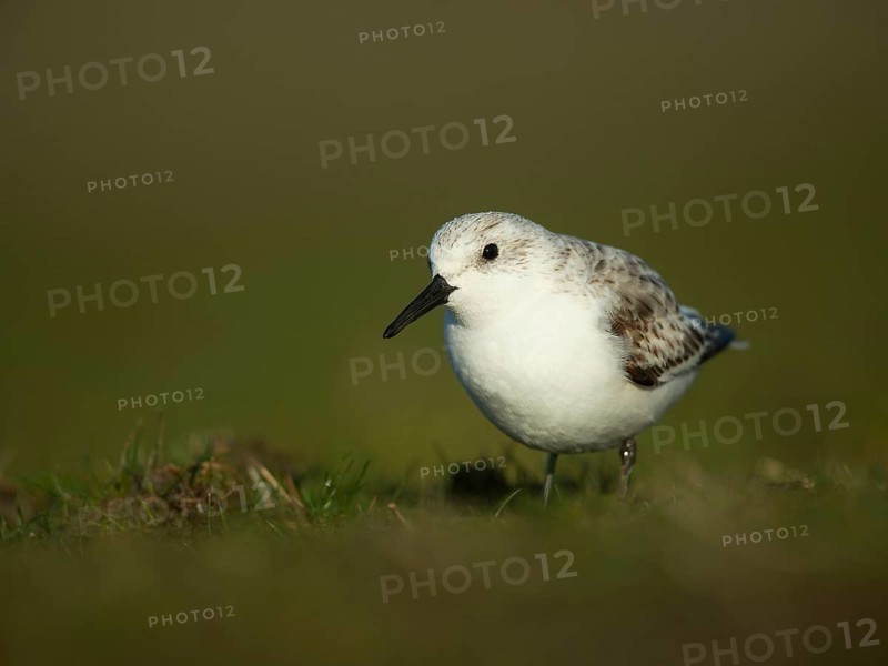 Sanderling