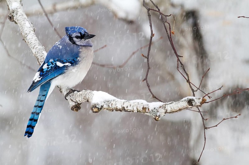 Blue jay
