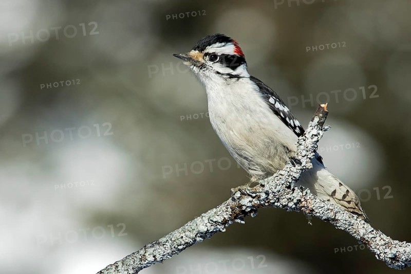 Downy woodpecker