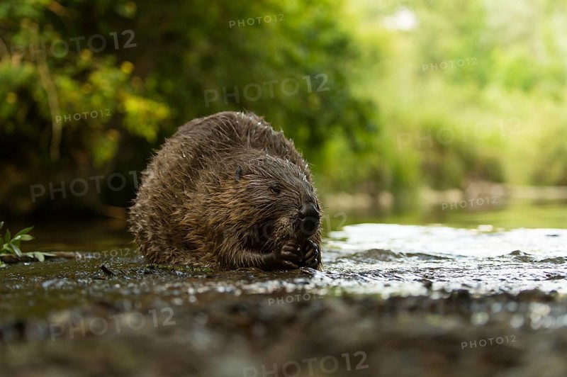 European beaver