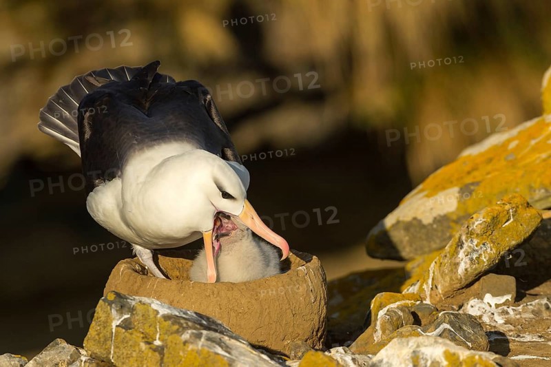 Black-browed Albatross