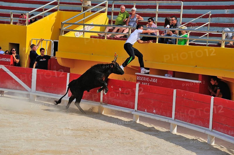 Bullfight