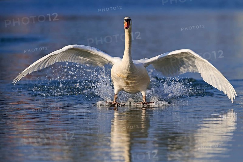Mute Swan