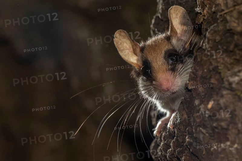 Garden dormouse