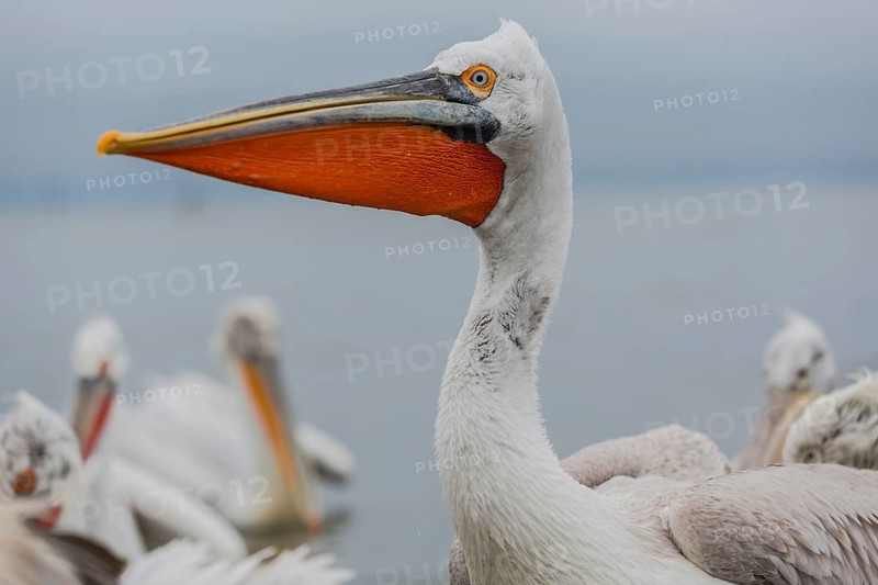 Dalmatian pelican