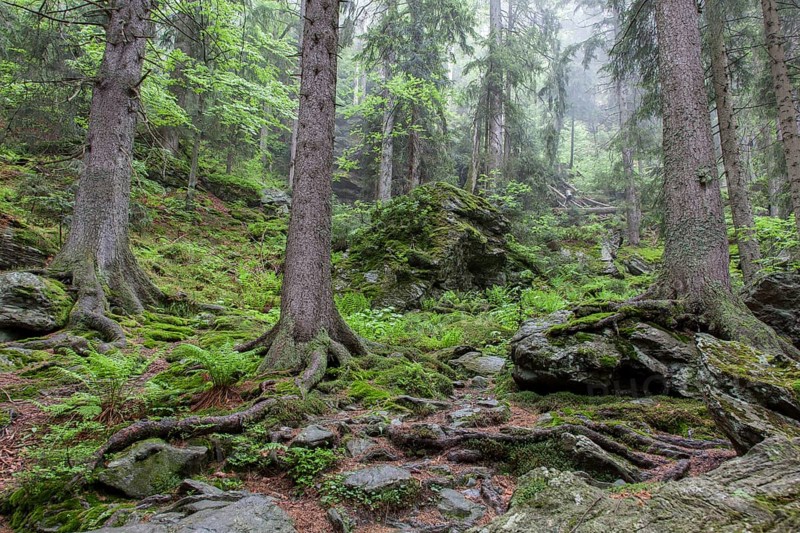 Primeval forest in Hoellbachgespreng