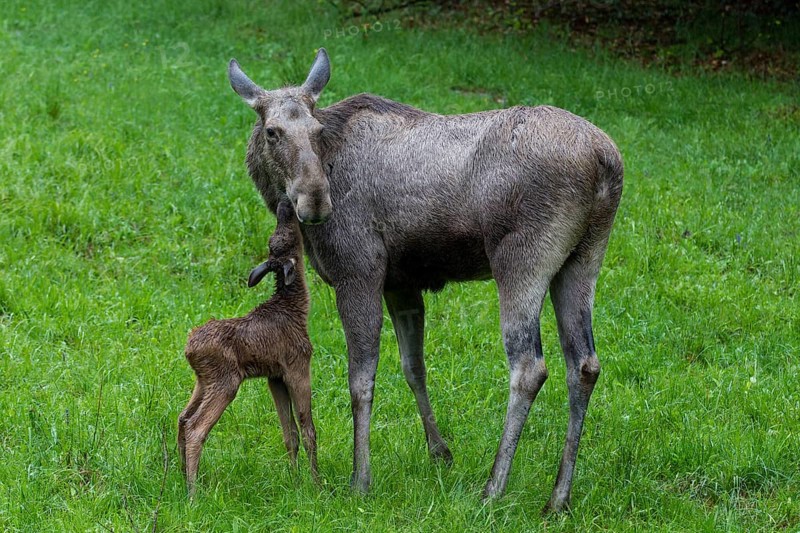 Elk