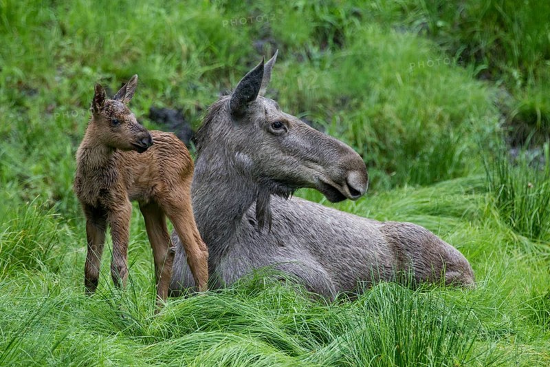 Elk