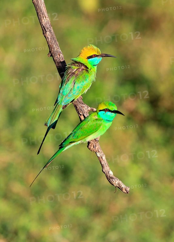 Green bee-eater