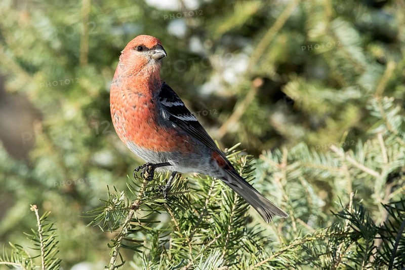 Male Pine Grosbeak