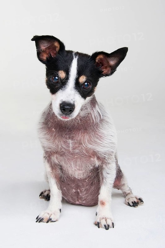 Jack Russell Terrier