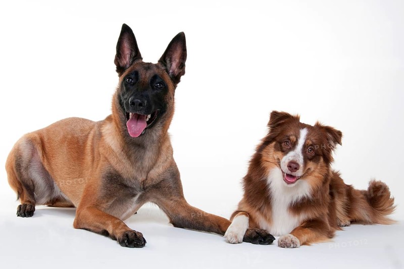 Miniature Australian Shepherd