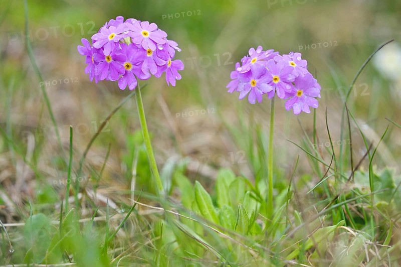 Bird's eye primrose