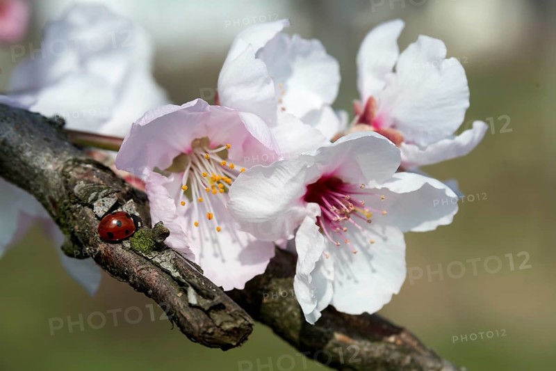 Almond