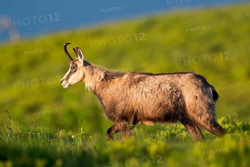 Chamois
