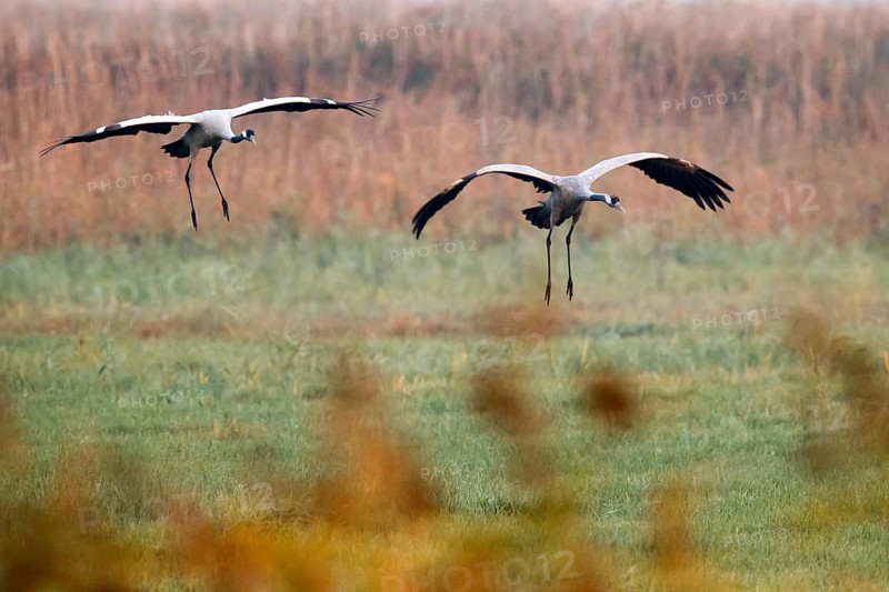 Common crane