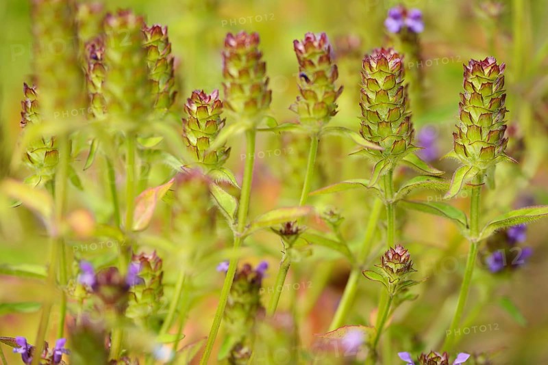 Common selfheal