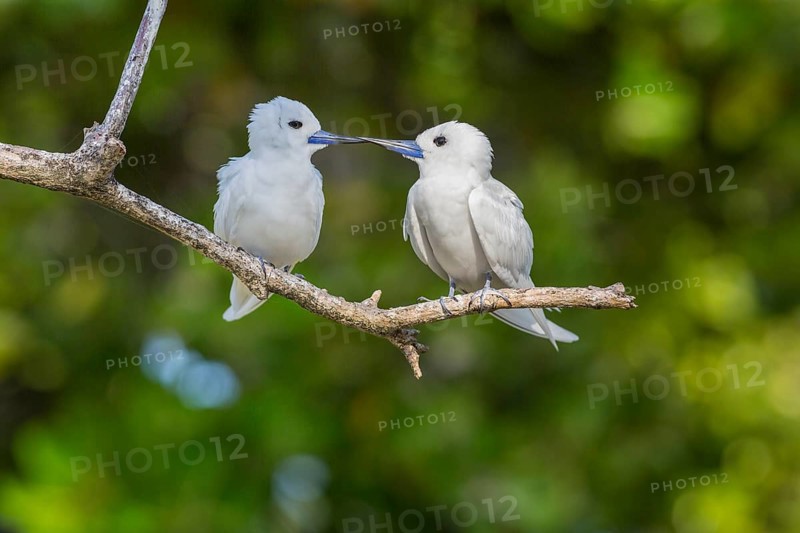 White tern