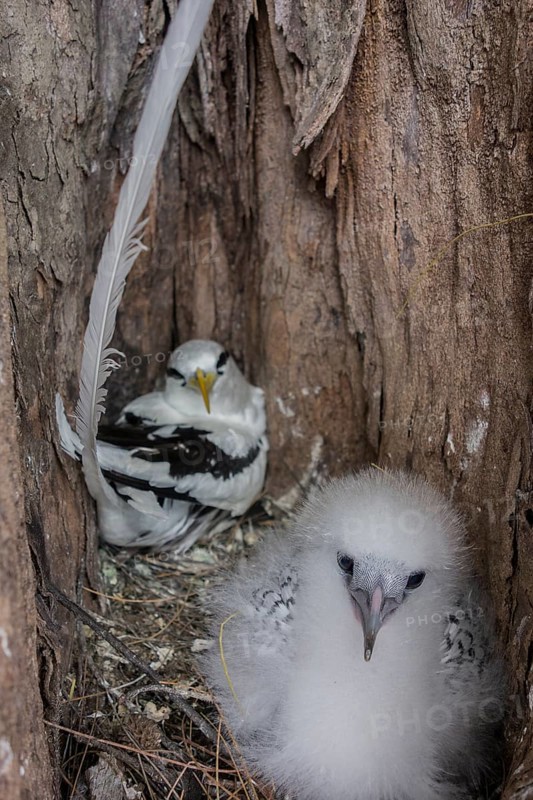 White-tailed tropicbird