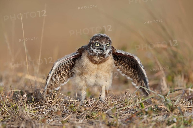 Burrowing owl