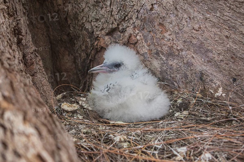 White-tailed tropicbird