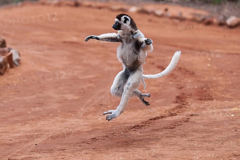 Verreaux's sifaka
