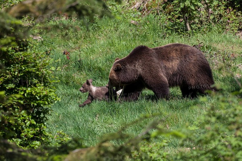 Brown bear