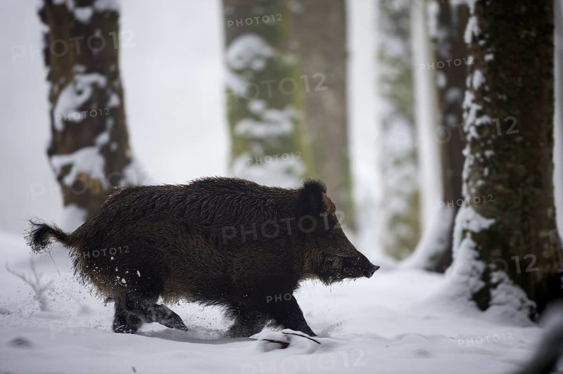 Wild boar