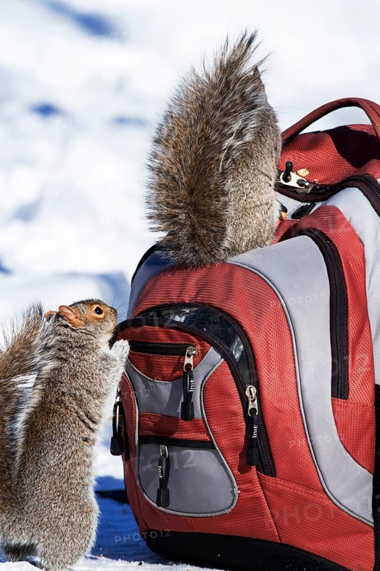 Eastern grey squirrels looking for peanuts in a backpack