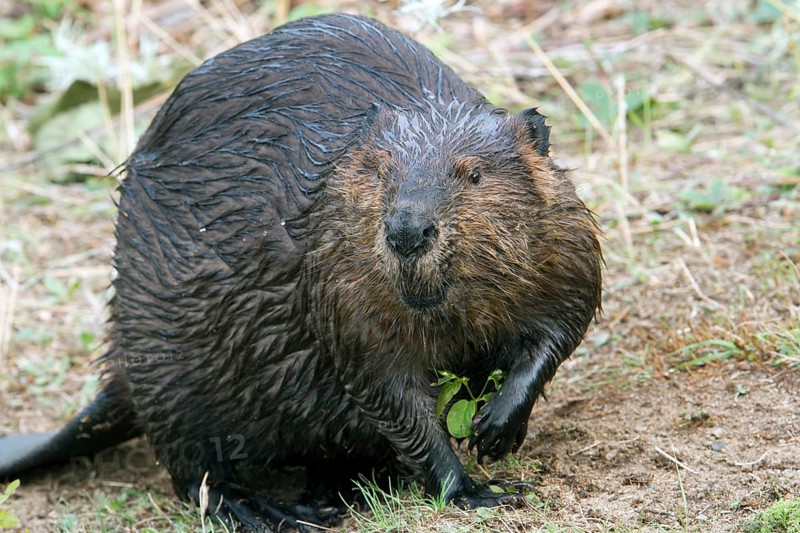 North American beaver