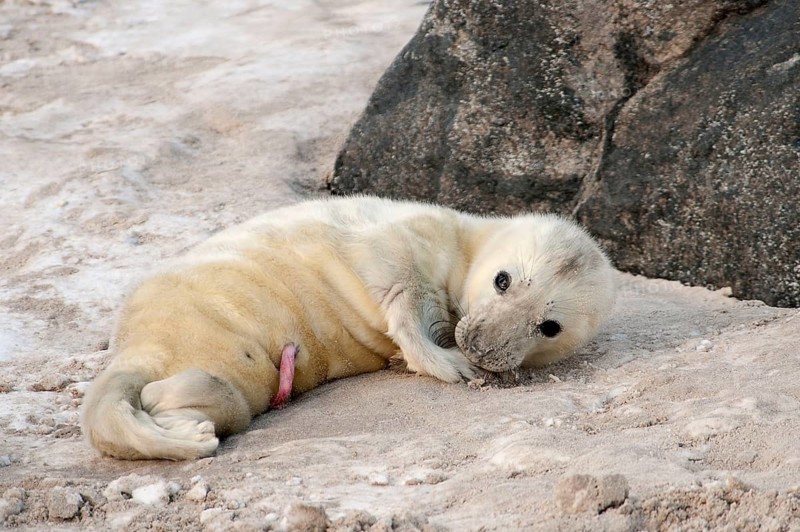 Grey seal