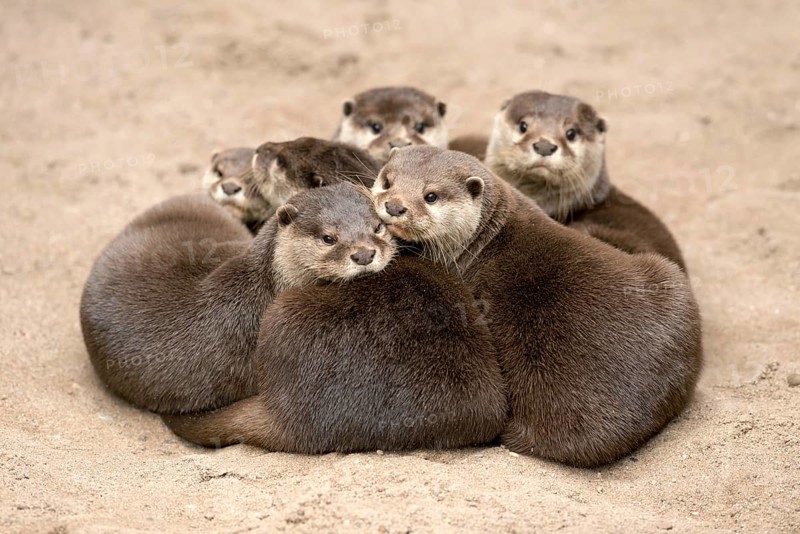 Oriental small clawed otter