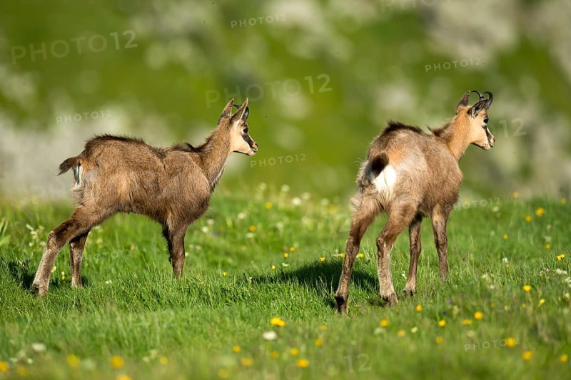 Chamoises