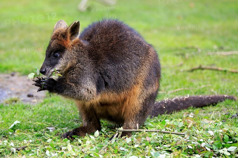 Bennett's wallaby