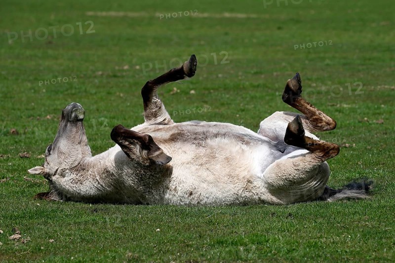 Wild Horse Duelmen