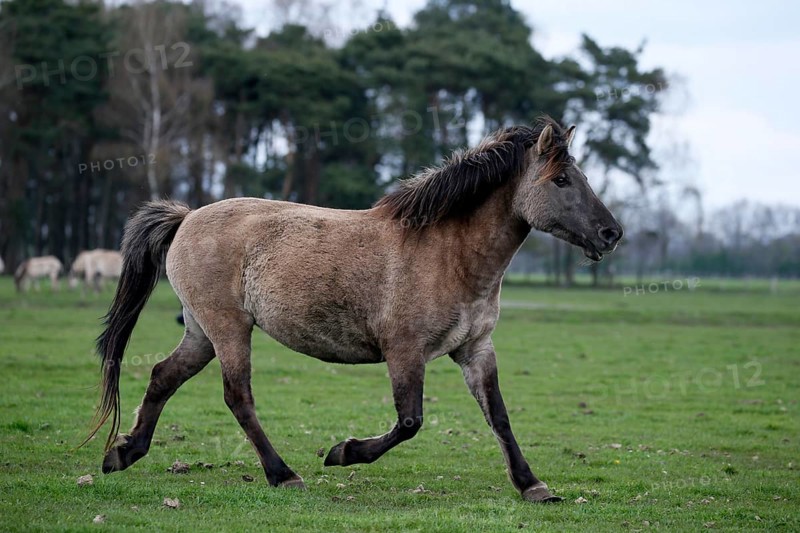 Wild Horse Duelmen