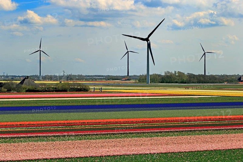 Blooming tulip field near Alkmaar