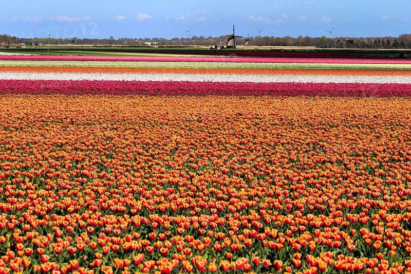 Blooming tulip field near Alkmaar