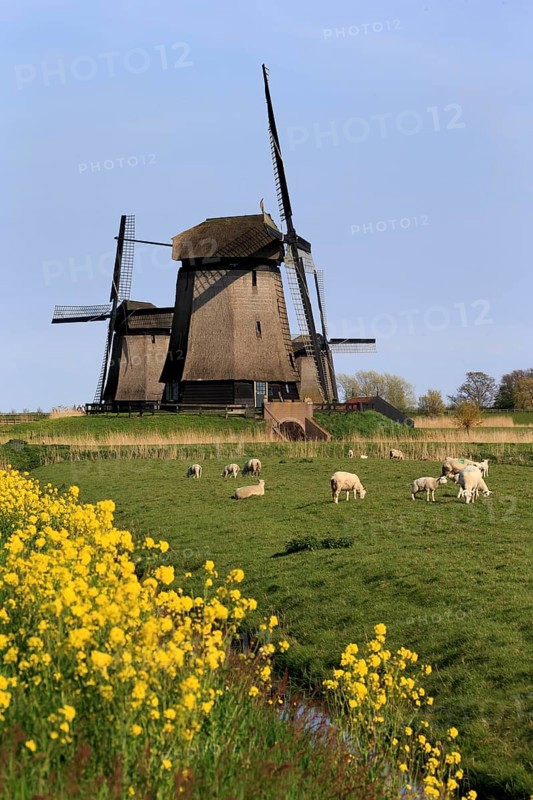 Stichting Museummolen
