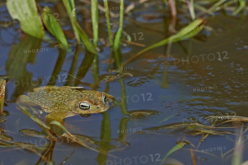 Natterjack Toad